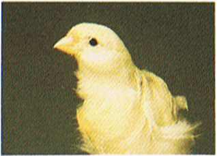 File:CanaryChickEncyclopedia.png