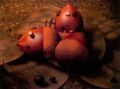 Large acorns from the Sunshine Forest, which emit an "indescribable feeling of cuteness" when you gaze upon them. Since they are rare, they can be used as valuable currency at Thomas's General Store.